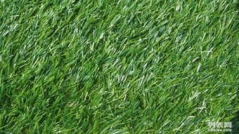 常州人造草坪地毯 厂家直销的品质之选