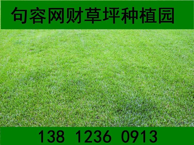 工厂、绿化庭院、小区首选多年生黑麦草草坪，让绿色优雅落地